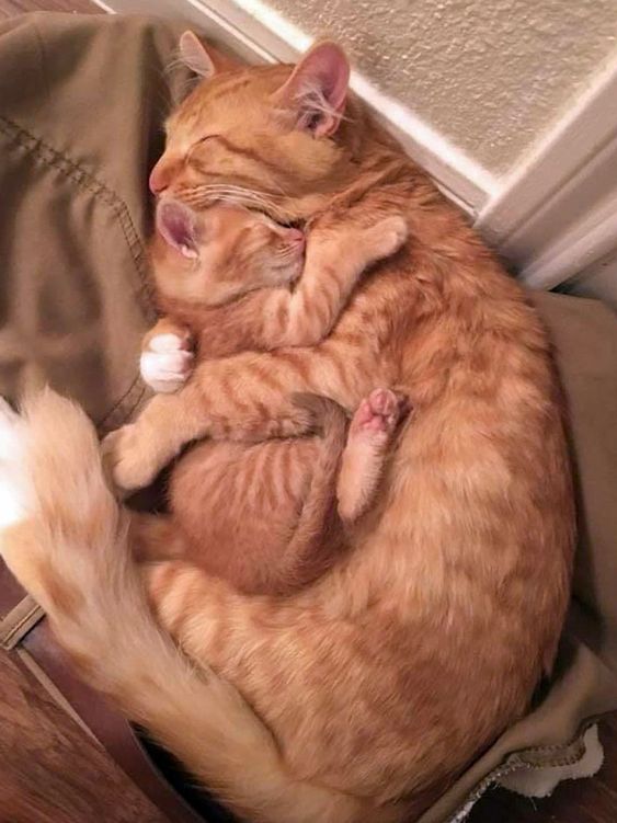 This image has an empty alt attribute; its file name is mothers-day-cat-and-kitten-embrace.jpeg