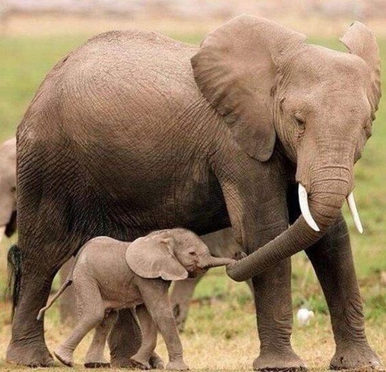 This image has an empty alt attribute; its file name is mothers-day-elephant-mom-with-baby.jpeg