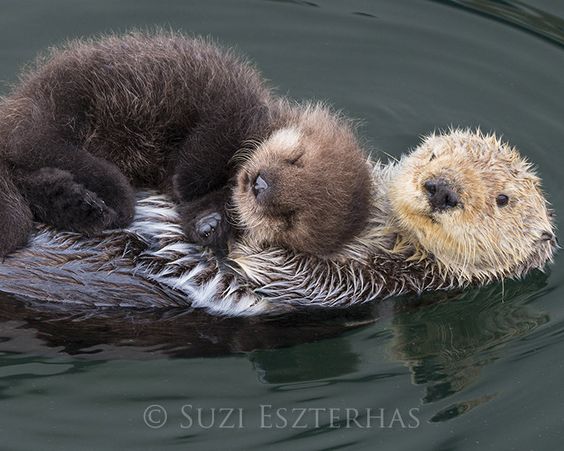 This image has an empty alt attribute; its file name is mothers-day-otter-mom-and-baby.jpeg
