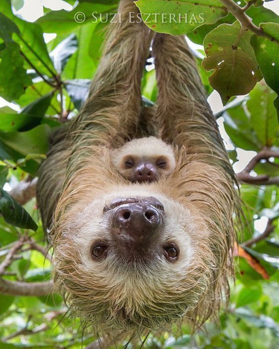 This image has an empty alt attribute; its file name is mothers-day-sloth-upsidedown.jpeg