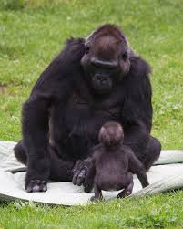 This image has an empty alt attribute; its file name is Gorilla-mom-amazing.jpg
