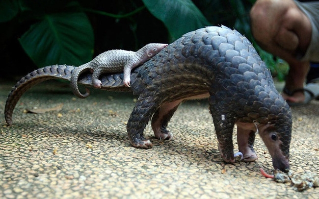 This image has an empty alt attribute; its file name is PANGOLIN-WITH-BABY-ON-TAIL.jpeg